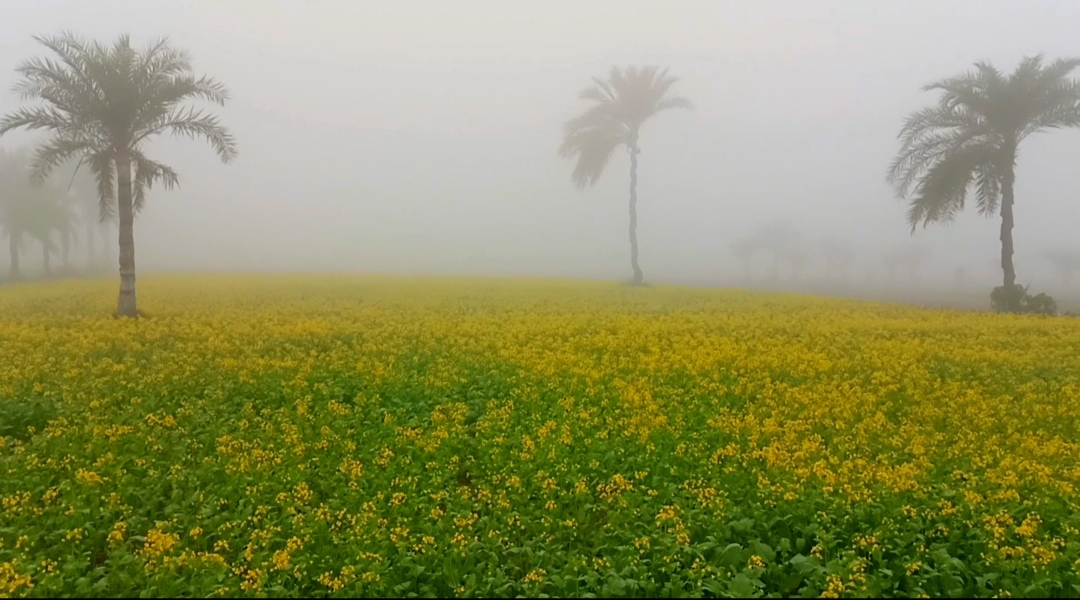 মৃদু শৈত্যপ্রবাহে কাঁপছে চুয়াডাঙ্গা