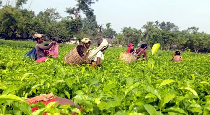 ন্যাশনাল টি কোম্পানির চা শ্রমিকরা ৪০ দিন পর কাজে যোগ দিচ্ছেন