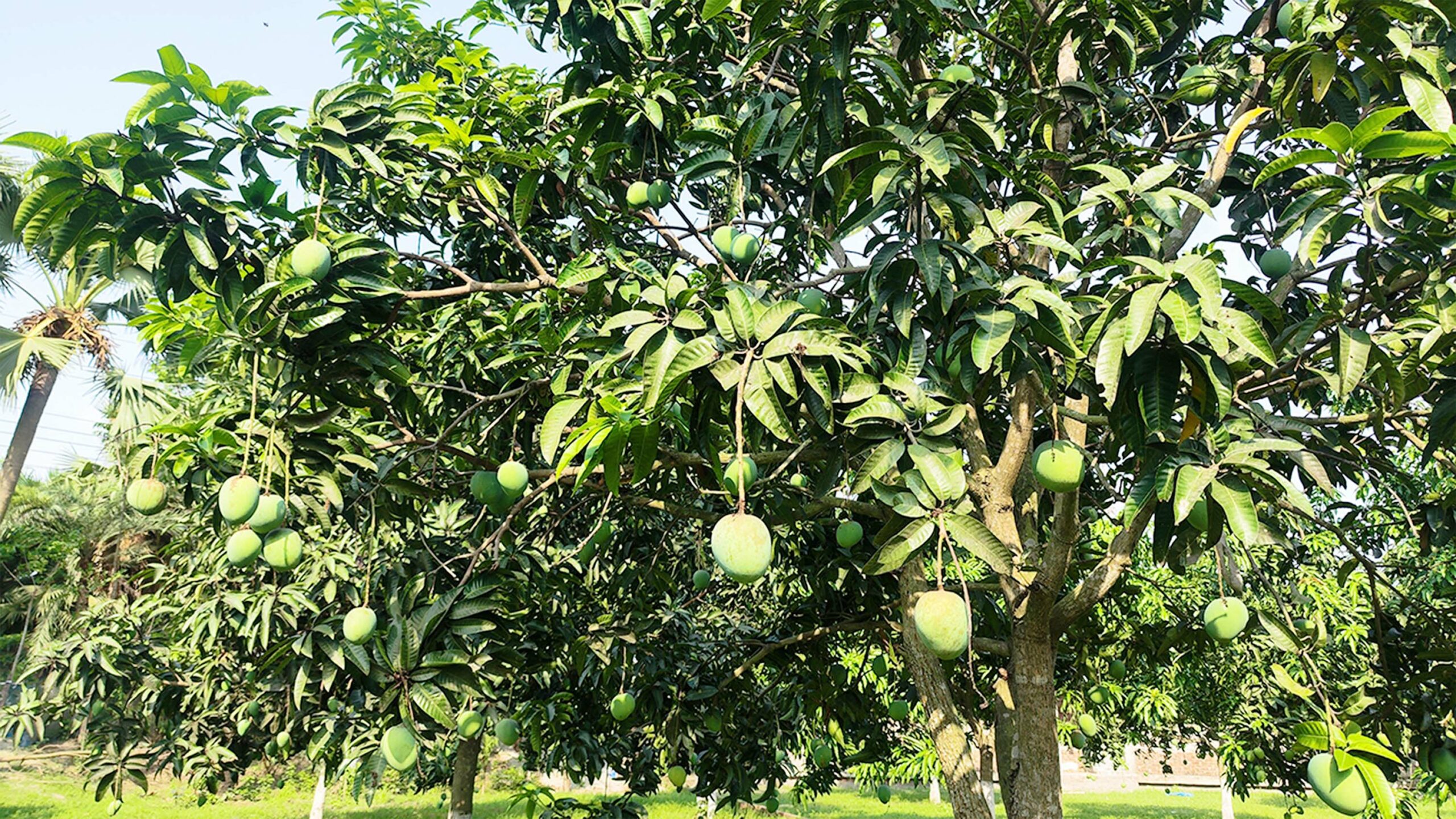 আগেভাগেই পাকছে সাতক্ষীরার আম বাজার ব্যবস্থাপনায় ক্ষোভ কৃষকদের