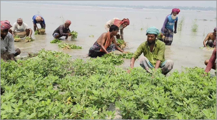 যমুনায় হঠাৎ পানি বেড়ে তলিয়ে গেছে চীনা বাদাম