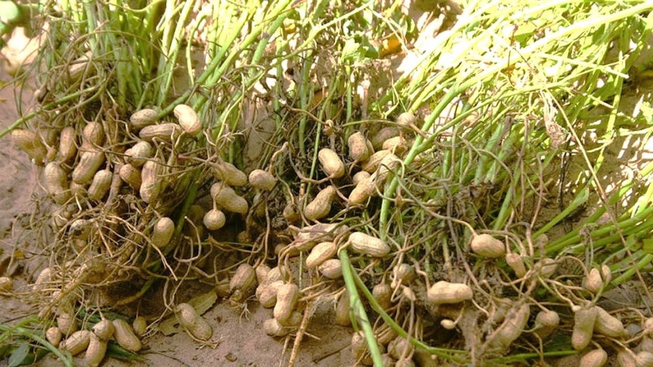 সিরাজগঞ্জে চিনাবাদামের বাম্পার ফলন