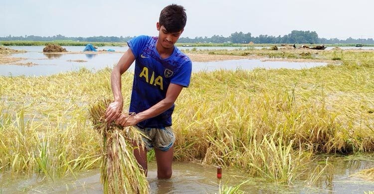 সিরাজগঞ্জে ডুবে গেছে ৭৫০ বিঘা জমির ধান