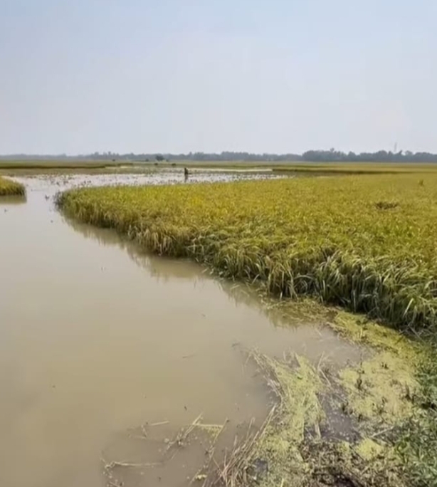 মানিকগঞ্জে বৈরী আবহাওয়ার কারণে বিএডিসি’র চুক্তিবদ্ধ চাষীদের বীজ নষ্ট