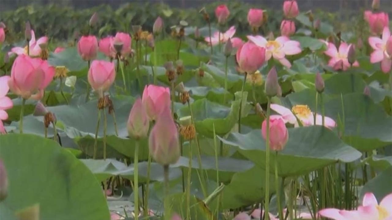 সিরাজগঞ্জে সোনাকান্ত বিলে সৌন্দয্য ছড়াচ্ছে পদ্ম ফুল