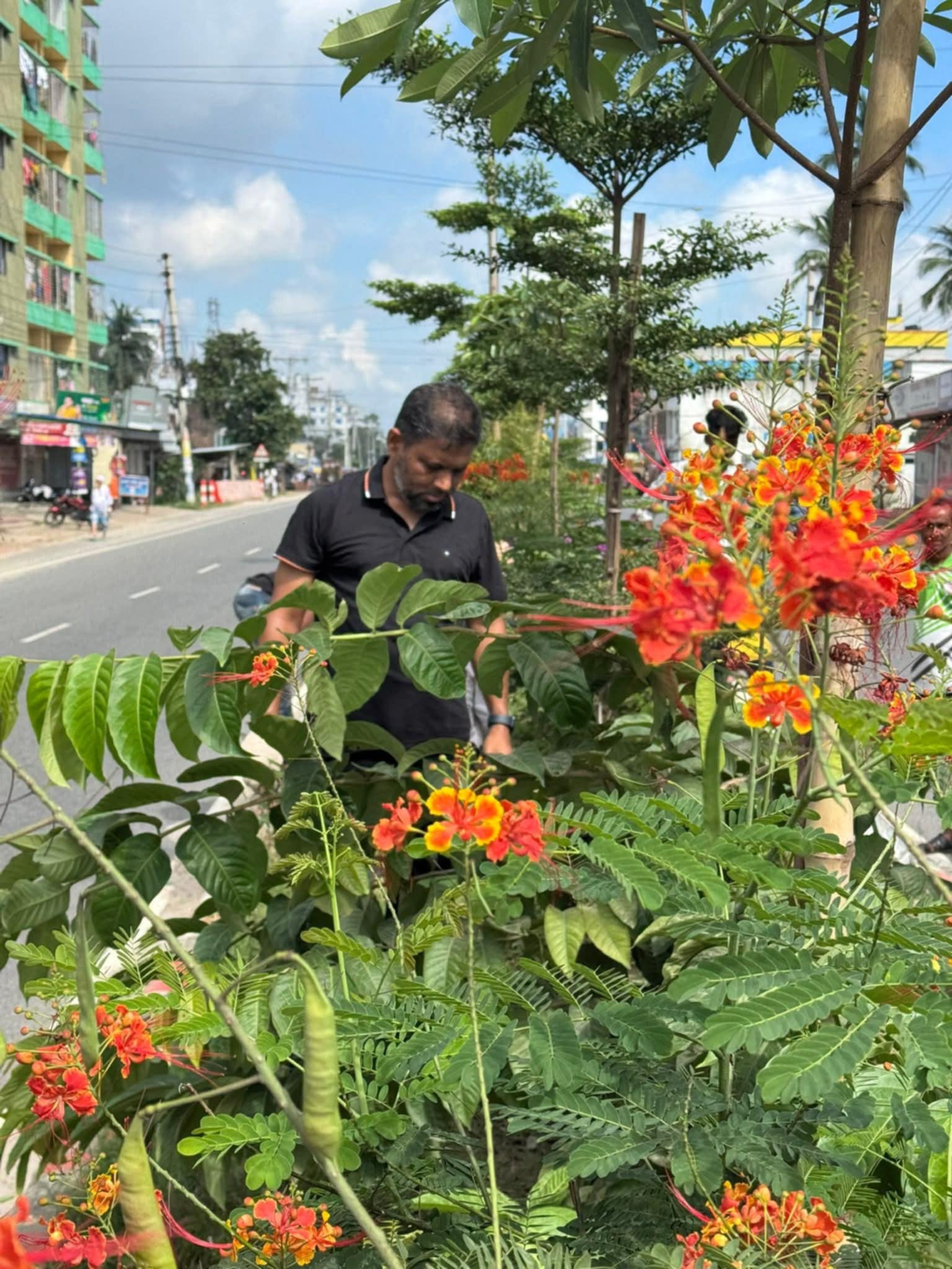 সবুজে সবুজে নান্দনিক কুষ্টিয়া