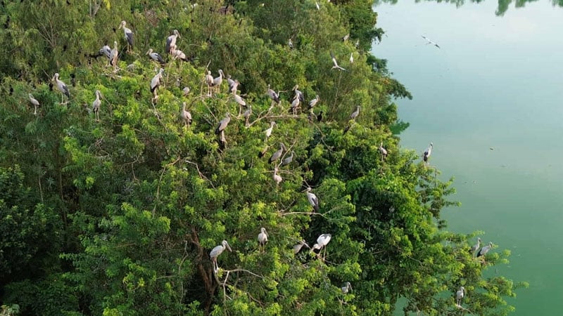 সিরাজগঞ্জে শরতেই অতিথি পাখিতে রঙিন চলনবিল