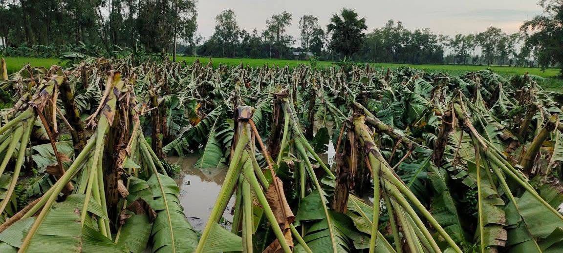 নওগাঁয় হঠাৎ ঝড়ের তাণ্ডবে লণ্ডভণ্ড বসতবাড়ি- দোকানপাট