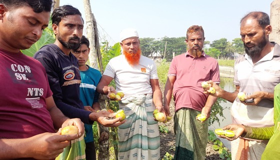 বাগেরহাটে টমেটো অপরিপক্ক ক্ষতিকর  রাসায়নিক দিয়ে পাকানো হচ্ছে