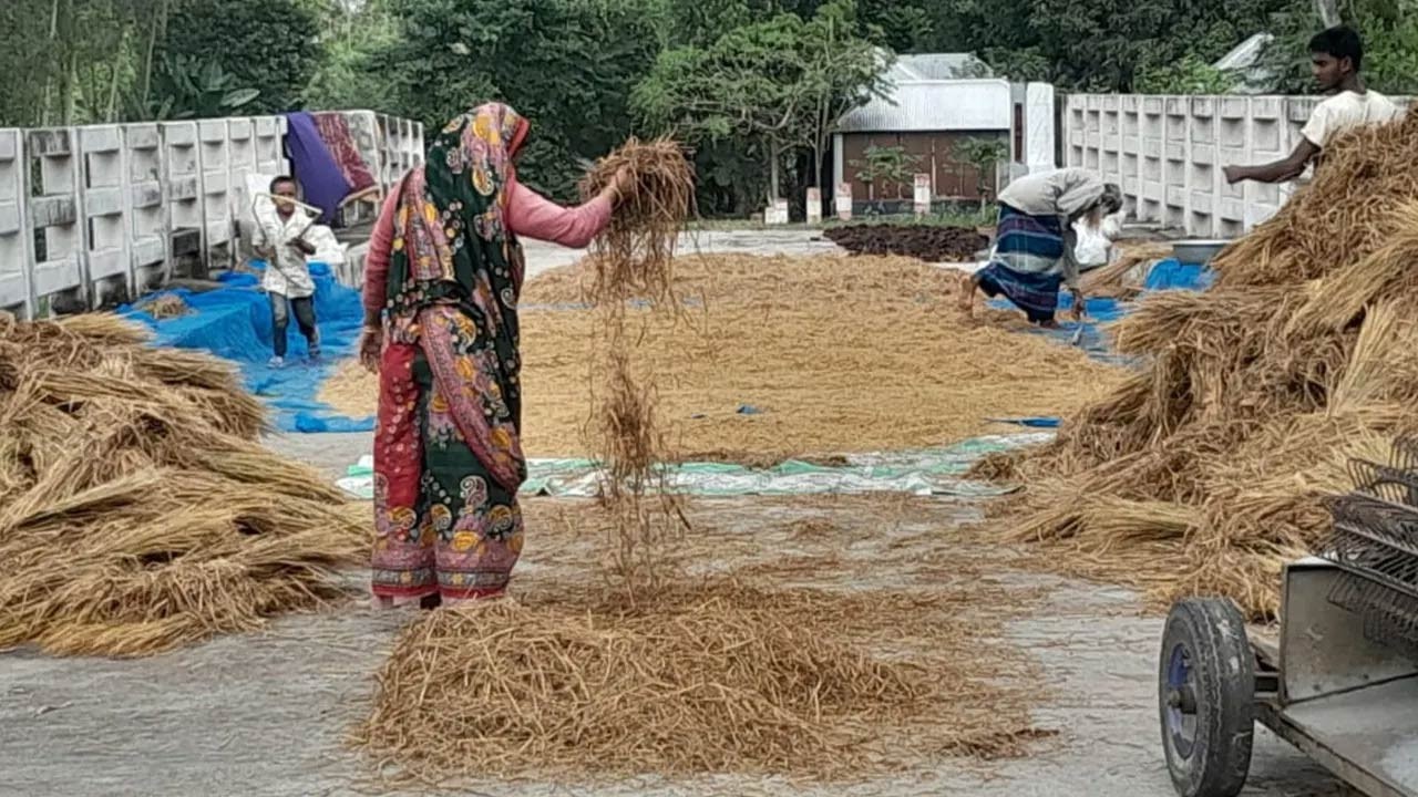 সিরাজগঞ্জে সেতুতে চলে না কোনো যান -সুযোগে কৃষক শুকায় খড় আর ধান