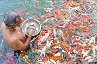 সুন্দরবনের উপকূলে মাছ চাষে নীরব বিপ্লব — উৎপাদন ৫০ লাখ টন, তবে বাড়ছে অ্যান্টিবায়োটিক সংকট