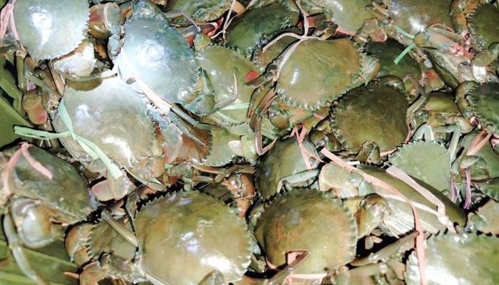 সুন্দরবনের উপকূলে বাগেরহাটেই কাঁকড়া রফতানি আয় বছরে এক কোটি ডলার!    