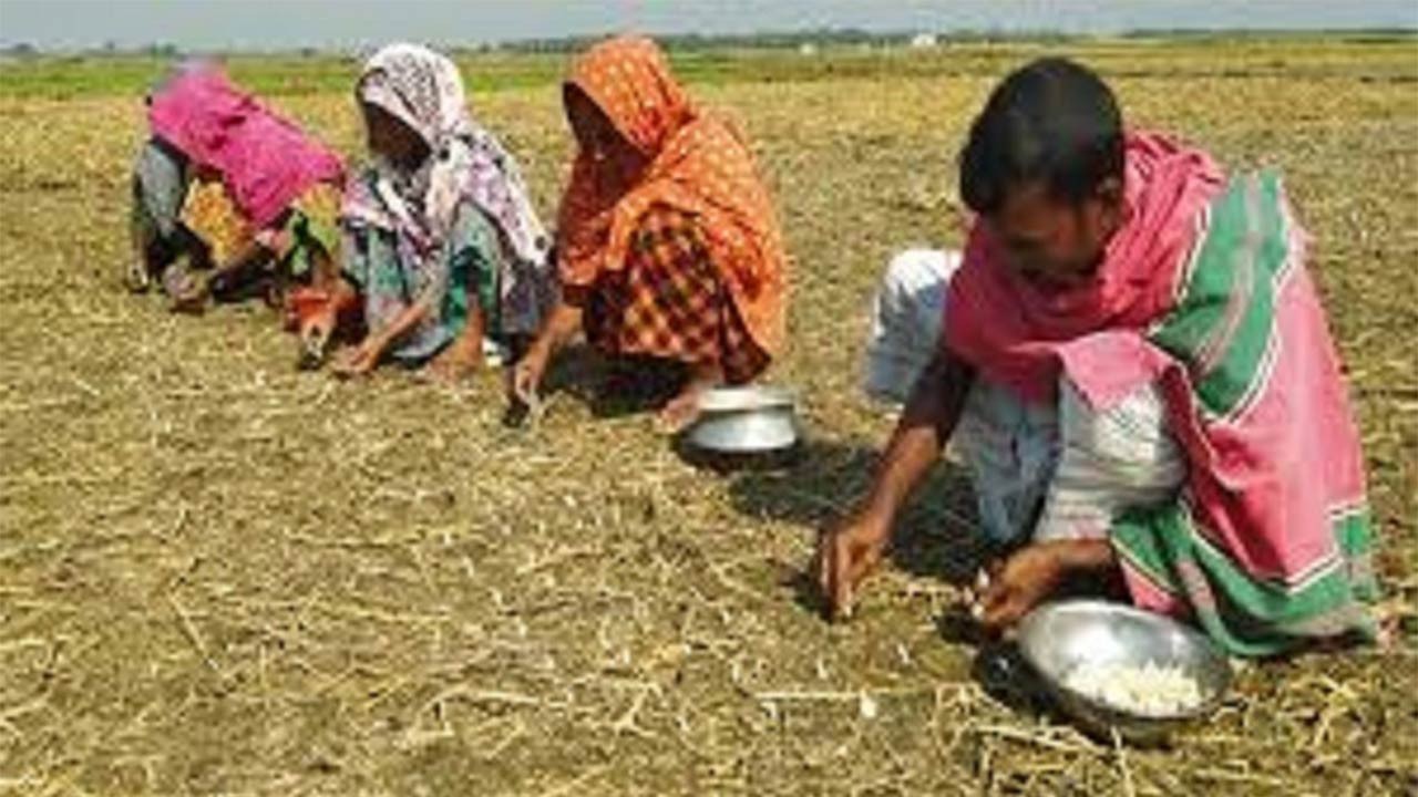 সিরাজগঞ্জের চলনবিলে শুরু হয়েছে বিনাহালে রসুন চাষ