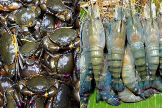 বাগেরহাটে কাকড়া ও সাদা সোনাখ্যাত চিংড়ি ?দেশের ?অর্থনীতিতে রেকর্ড পরিমাণ  রাজস্ব দিচ্ছে