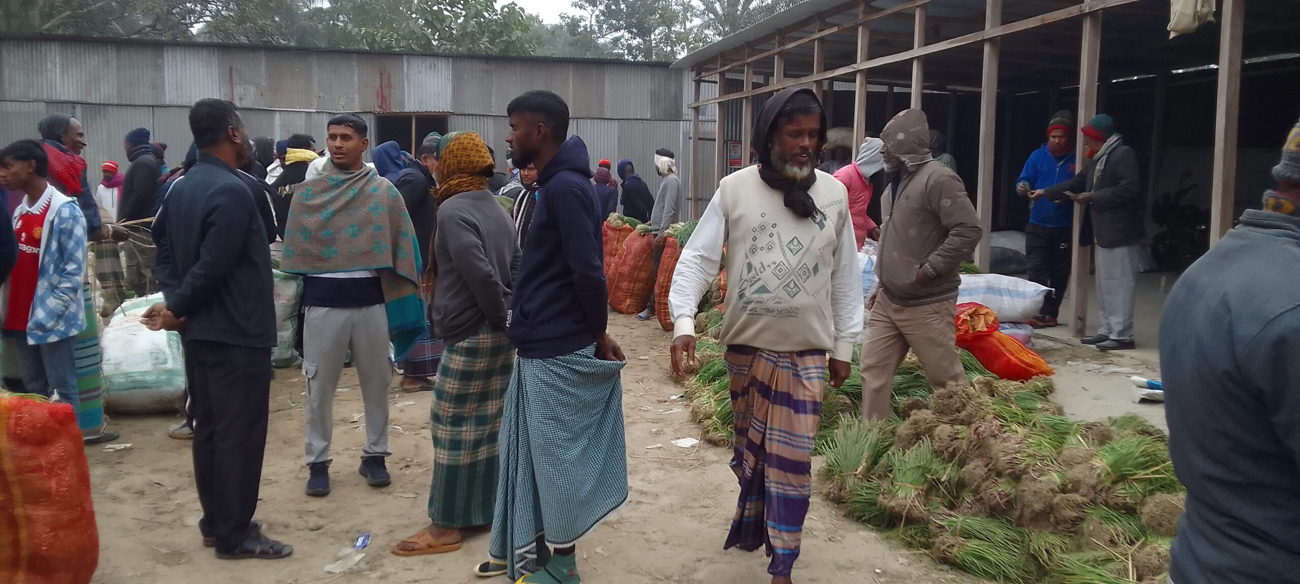মধুখালীতে  মুড়িকাটা শেষ- জমজমাট হালি পেঁয়াজের চারার বাজার