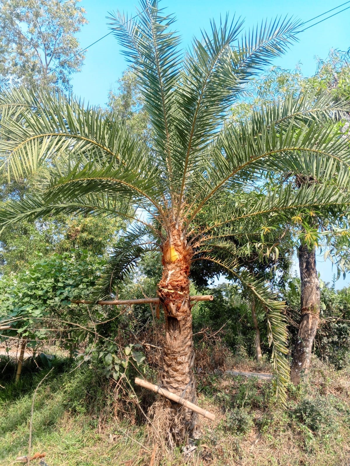 বিলুপ্তির পথে খেজুর গাছ ও খেজুর রস