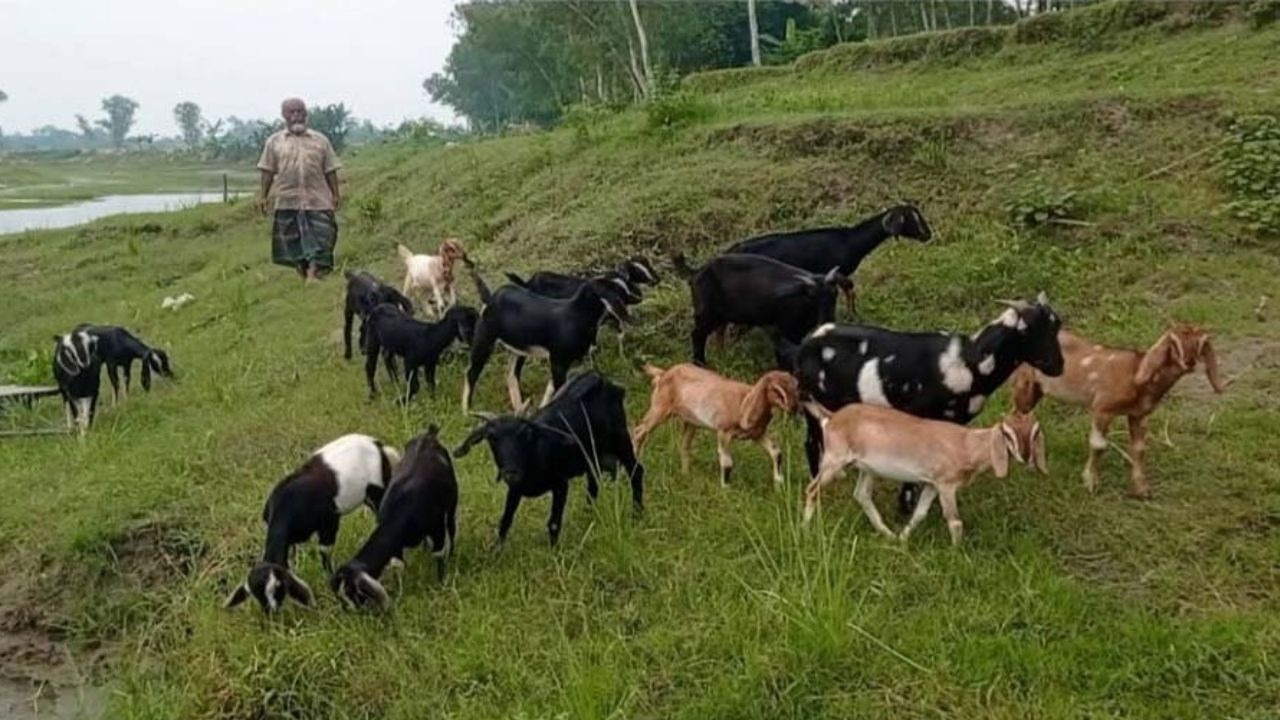 সিরাজগঞ্জে বিভিন্ন ফসলের বাম্পার ফলন-ঘুরে দাঁড়িয়েছে চরের অর্থনীতি