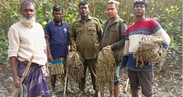 সুন্দরবনে দুইশতাধিক হরিণ মারা ফাঁদ উদ্ধার