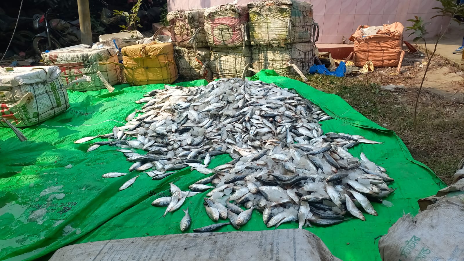 নোয়াখালীতে ২৫০০ কেজি জাটকা ইলিশ জব্দ 