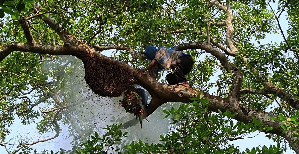 তিন মাসের জন্য বন্ধ সুন্দরবন, জীবিকার সংকটে হাজারো বনজীবী