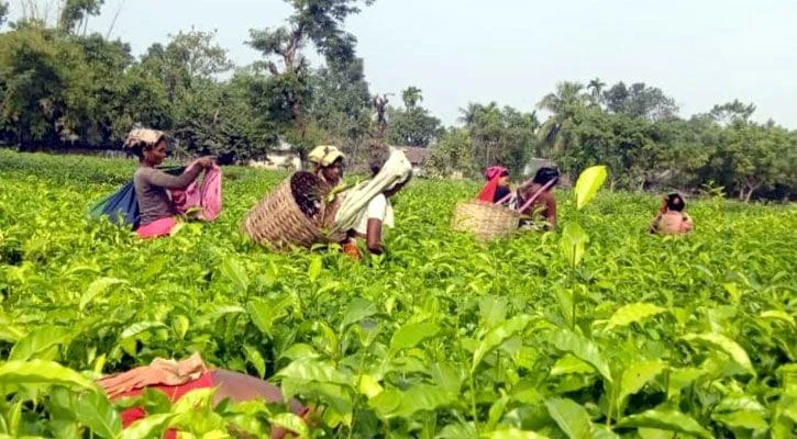 ন্যাশনাল টি কোম্পানির চা শ্রমিকরা ৪০ দিন পর কাজে যোগ দিচ্ছেন